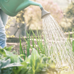 Annaffiatoio in plastica verde con rosa – varie misure – Tomaino