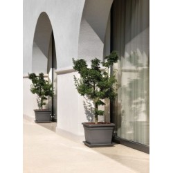 Vaso quadrato plastica varie misure-  Tomaino